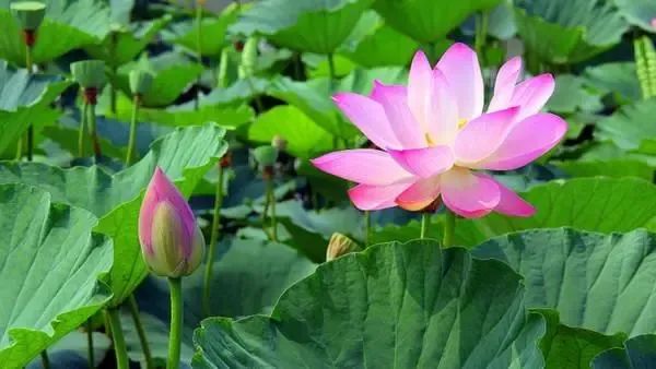 【廉洁文化】以古君子之风涵养今廉洁正气