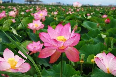 【廉洁文化】循吏李恂不受馈